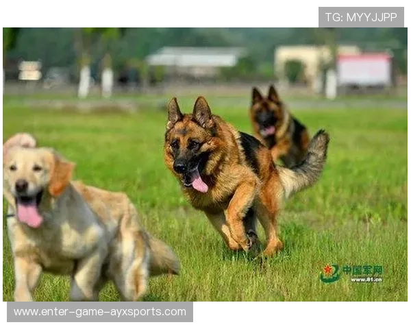 哈兰德和狗一起训练画面萌炸,运动场变成童话乐园 哈兰德和狗一起训练画面萌炸,运动场变成童话乐园
